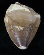 Mosasaur (Prognathodon) Tooth #13442-1
